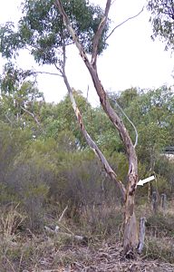 Temognatha flavocincta, PL3582, dead non-emerged adult, in Eucalyptus leucoxylon ssp. stephaniae, SE